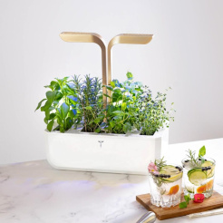 Véritable CONNECT - biały/szampan + 4 wkłady ziołowe