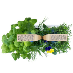 Véritable CONNECT - biały/szampan + 4 wkłady ziołowe