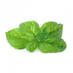 Véritable Lingot Mammoth Basil