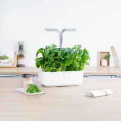 Véritable Lingot Mammoth Basil