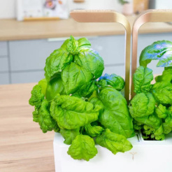 Véritable Lingot Mammoth Basil