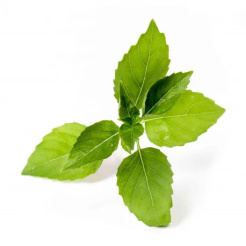 Bazylia cytrynowa Véritable Lingot - organiczna