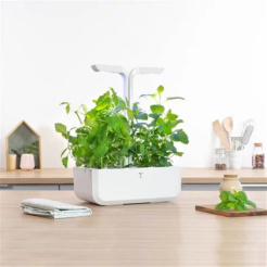 Bazylia cytrynowa Véritable Lingot - organiczna