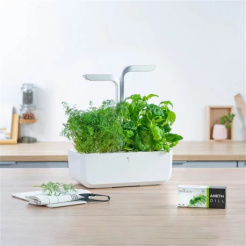 Véritable Lingot Dill - BIO