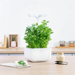 Kolendra Véritable Lingot