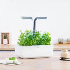 Mięta marokańska Véritable Lingot - BIO