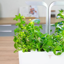 Mięta marokańska Véritable Lingot - BIO