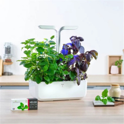 Véritable Lingot Melisa lekarska - BIO