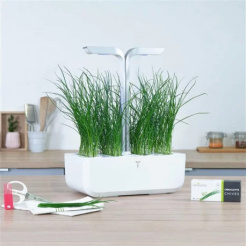 Szczypiorek Véritable Lingot - organiczny