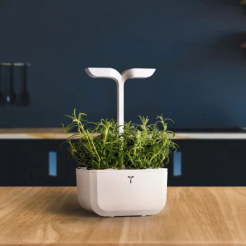 Véritable Lingot Rosemary