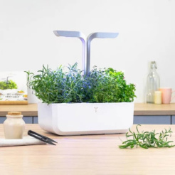 Véritable Lingot Rosemary