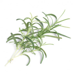 Véritable Lingot Rosemary