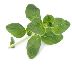 Słodka bazylia Véritable Lingot - organiczna