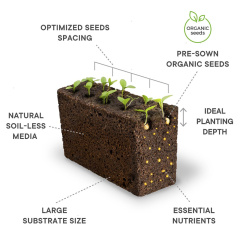 Słodka bazylia Véritable Lingot - organiczna
