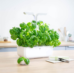 Słodka bazylia Véritable Lingot - organiczna