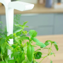 Bazylia tajska Véritable Lingot - BIO