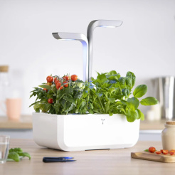 Czerwony mini pomidor Véritable Lingot