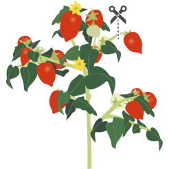 Czerwony mini pomidor Véritable Lingot