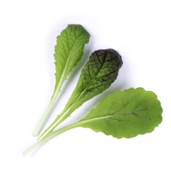 Véritable Lingot Musztarda czerwona liściasta - BIO