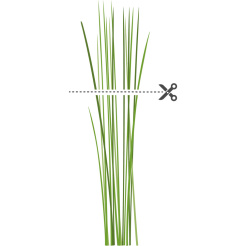 Szczypiorek chiński Véritable Lingot - BIO