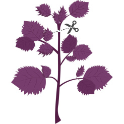 Véritable Lingot Purple shiso - BIO