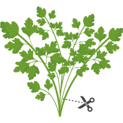 Véritable Lingot Japońska pietruszka Mitsuba