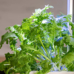 Musztarda Véritable Lingot Wasabi - BIO