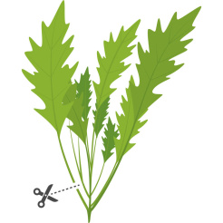 Musztarda Véritable Lingot Wasabi - BIO