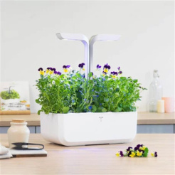 Véritable Lingot Pansy - BIO