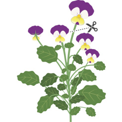 Véritable Lingot Pansy - BIO