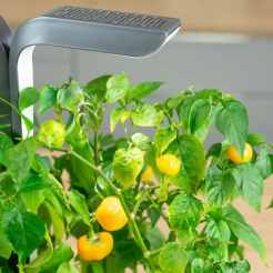 Véritable Lingot Żółta mini papryka - BIO