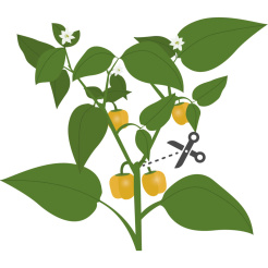 Véritable Lingot Żółta mini papryka - BIO