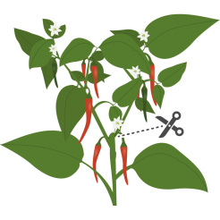 Véritable Lingot Cayenne ostre chili