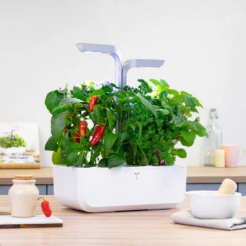 Ostre chili Véritable Lingot Jalapeño