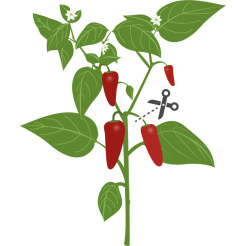 Ostre chili Véritable Lingot Jalapeño