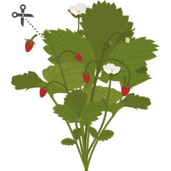 Dzikie czerwone truskawki Véritable Lingot