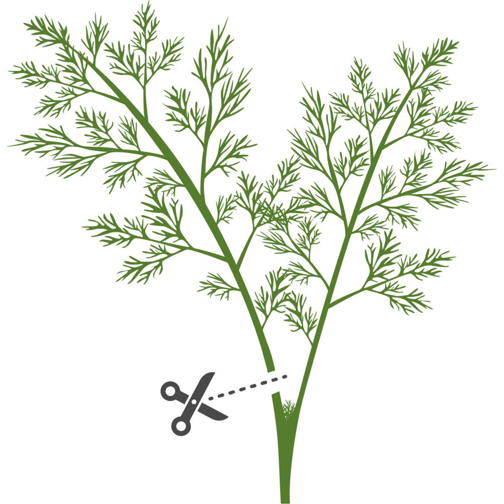 Wskazówki dotyczące udanej uprawy