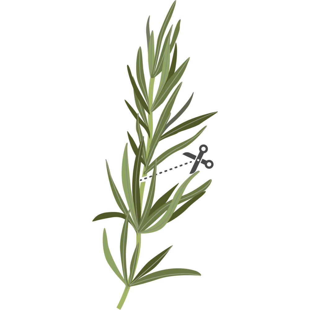 Wskazówki dotyczące udanej uprawy