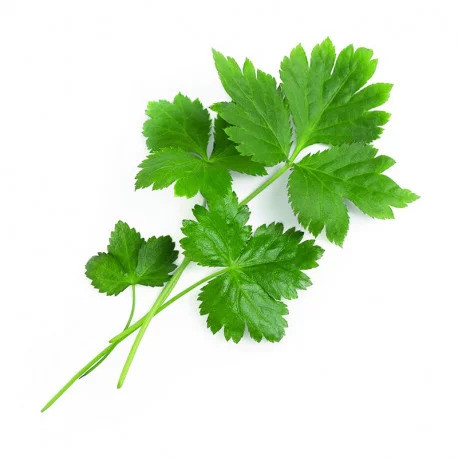 Véritable Lingot Japońska pietruszka Mitsuba