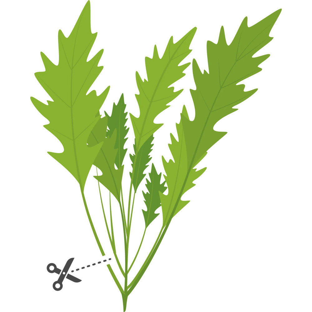 Wskazówki dotyczące udanej uprawy